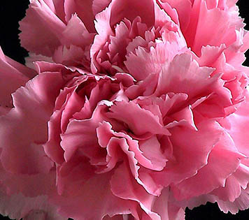 ODV Carnation Package