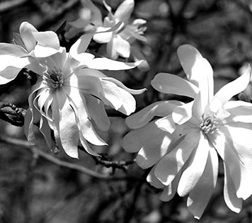 Open Door Visions Weddings, Extra Blossoms