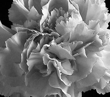 Open Door Visions Weddings, Carnation Package