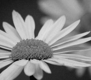 Open Door Visions Weddings, Daisy Package