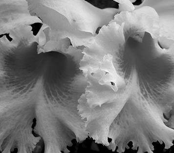 Open Door Visions Weddings, Orchid Package