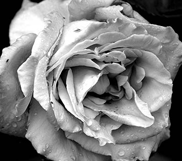 Open Door Visions Weddings, Rose Package